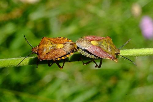 Carpocoris purpureipennis